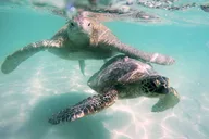 Kaneohe Sandbar Snorkeling Tour thumbnail 3