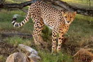 Phoenix Zoo Admission Ticket thumbnail 3