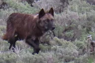Yellowstone Lamar Valley Safari Hiking Tour thumbnail 6