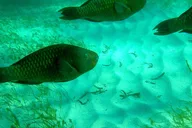 Key Largo Private Snorkel Tour thumbnail 4