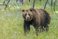 Yellowstone National Park Private Tour thumbnail 1