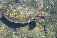 Hilo Sea Turtle Lagoon and Black Sand Beach Snorkel thumbnail 6
