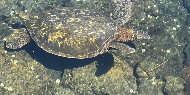Hilo Sea Turtle Lagoon and Black Sand Beach Snorkel - Image 6