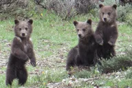 Jackson Hole Grand Teton National Park Private Tour thumbnail 2