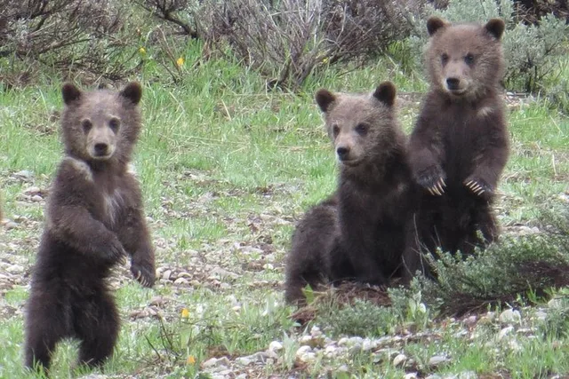 Jackson Hole Grand Teton National Park Private Tour - Image 2