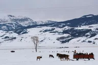 Jackson Hole National Elk Refuge Sleigh Ride thumbnail 5