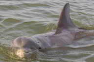 Hilton Head Private Dolphin Tour thumbnail 2