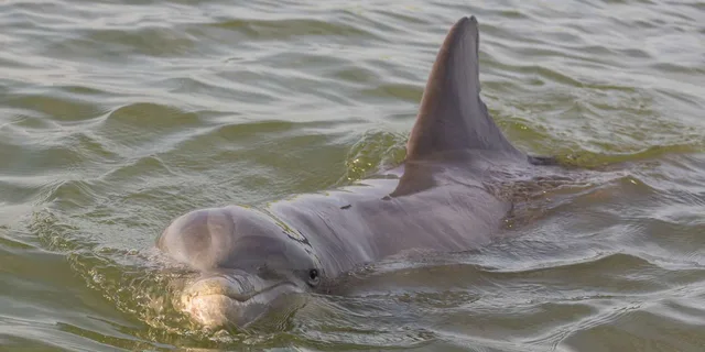 Hilton Head Private Dolphin Tour - Image 2