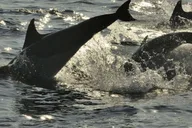 Hilton Head Island Ocean Dolphin Cruise thumbnail 4