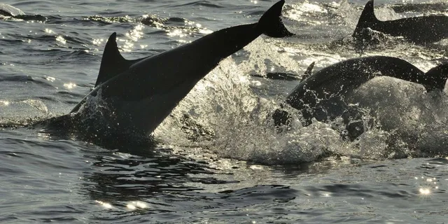 Hilton Head Island Ocean Dolphin Cruise - Image 4