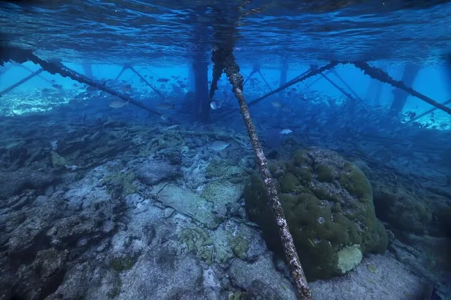 Key Largo Snorkeling Tour at Carysfort Lighthouse - Image 3
