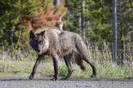 Cody Yellowstone Pet-Friendly Tour thumbnail 4