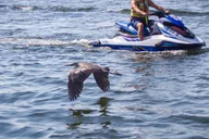 Destin Waverunner Rental with Crab Island Access thumbnail 3