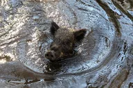 New Orleans Honey Island Swamp Private Tour thumbnail 4