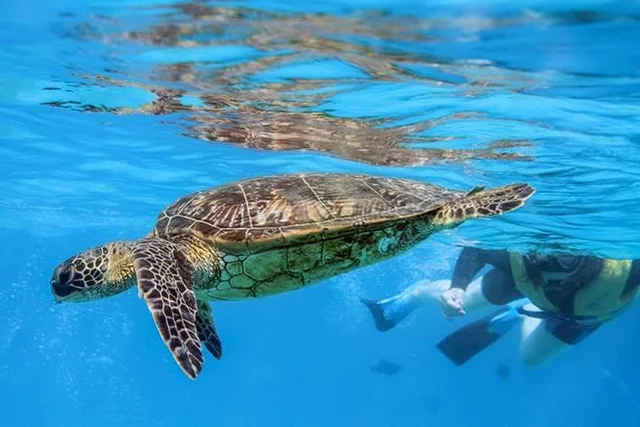 Ko Olina Catamaran Sail and Snorkel with Lunch - Image 3
