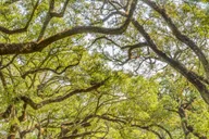 New Orleans Oak Alley Plantation Tour 5.5 hr thumbnail 4