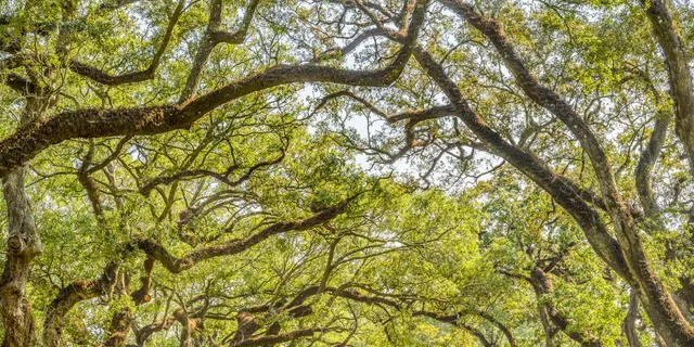 New Orleans Oak Alley Plantation Tour 5.5 hr - Image 4