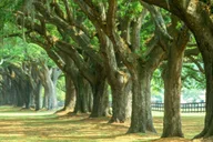 Charleston Tour Pass with 40+ Attractions thumbnail 4