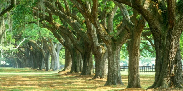 Charleston Tour Pass with 40+ Attractions - Image 4