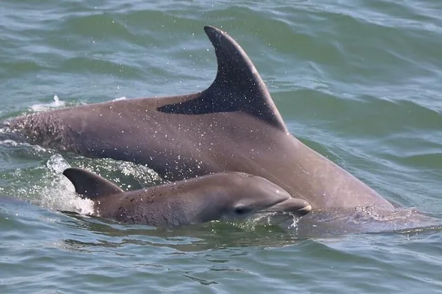 Cape May Dolphin and Bird Watching Cruise 2 hr - Image 6