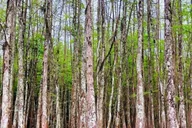New Orleans Swamp and Bayou Boat Tour thumbnail 4