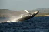 Kauai Whale Watching Expedition thumbnail 6
