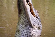New Orleans Airboat Swamp Tour thumbnail 4