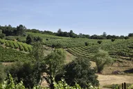 Placerville Wine Tasting Tour thumbnail 3
