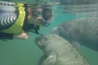 Crystal River Manatee Swim Eco Tour thumbnail 2