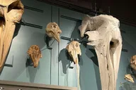 Fairbanks Heritage and Sightseeing Tour thumbnail 6