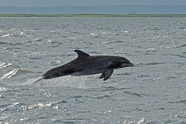 Jekyll Island Dolphin Tour - Image 3
