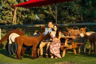 Bend Alpaca Picnic Experience thumbnail 2
