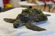Juno Beach Sea Turtle Hatchling Release thumbnail 5