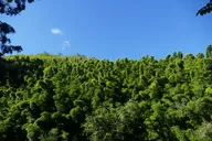 Maui Road to Hana Private Tour thumbnail 6
