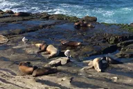 San Diego Sightseeing Tour thumbnail 6