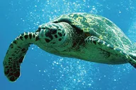 Waikoloa Catamaran Snorkel Sail with Lunch 3 hr thumbnail 4
