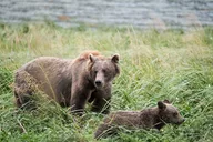 Chilkoot Lake Nature and Wildlife Viewing thumbnail 5