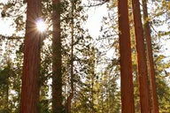 San Francisco Redwoods and Sausalito Private Tour thumbnail 2