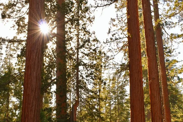 San Francisco Redwoods and Sausalito Private Tour - Image 2