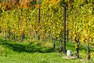 Traverse City Wine Tour on Old Mission Peninsula thumbnail 5