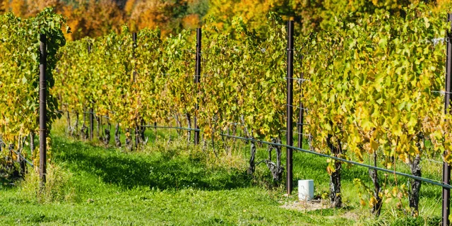 Traverse City Wine Tour on Old Mission Peninsula - Image 5