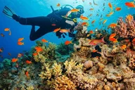 Kailua-Kona Scuba Diving Adventure 4 hr thumbnail 3