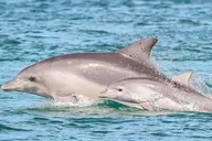 Pensacola Dolphin Cruise and Bay Tour 2 hr thumbnail 1