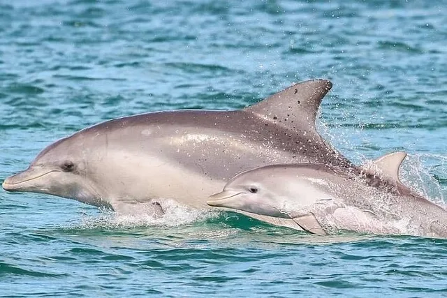 Pensacola Dolphin Cruise and Bay Tour 2 hr - Image 1