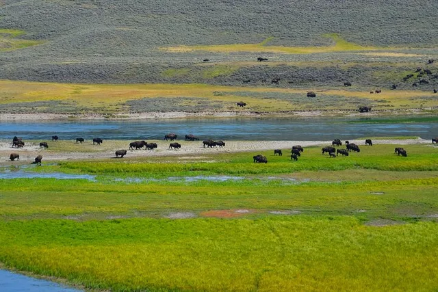 Yellowstone National Park Lower Loop Adventure - Image 3