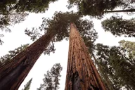 Los Angeles 4-Day Tour to San Francisco & Yosemite thumbnail 6
