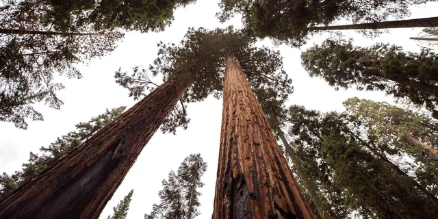 Los Angeles 4-Day Tour to San Francisco & Yosemite - Image 6