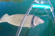 Crystal River Clear Kayak Manatee Eco Tour thumbnail 5