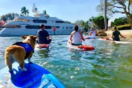 Fort Lauderdale Paddleboard Tour with Mr. Beaches thumbnail 3