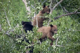 Grand Teton National Park Private Tour